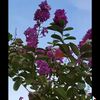 za_as77900