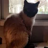 cocoreq1