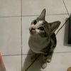 wegah_ribet•ID