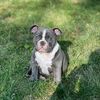 tankerbellamericanbully