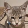 ohnononobadkitty
