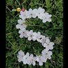 afruza..4