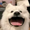 hoanphucfreefree