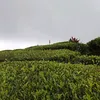 aulya_2022