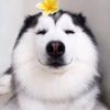 Sen Ơi Kao Đói 🐶