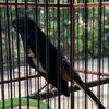 Hobby Burung
