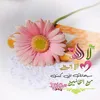 user8593197275347