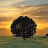 baarzani.h