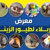 معرض كربلاء لطيور الزينه