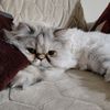 usermousey