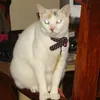 gatobels