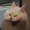 icymeomeo_ow0