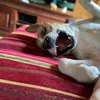 ivarderhund
