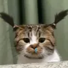 carrotngon