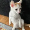 denzelsyo