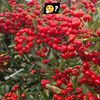 dhan.gurung748