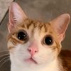 red_beanbun