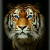 malikabrar5551