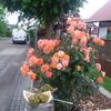 florinpodelean