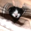 tom.bngoz