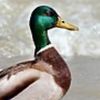 julyduck