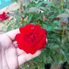hongnga29021984