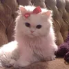 vanessa.h47