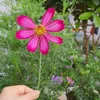 dung.hoang111981