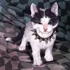 crazypqsc0x
