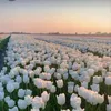 iva_636