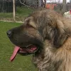 nesa_70_