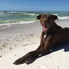 dobbythebrownelf