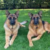 Damon🐾Bella