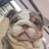laceybreed8