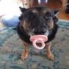 peepeegoogoogaga