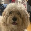 beaucavapoo