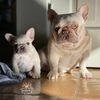 knockoutfrenchies_