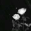 ariariariaa_