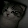 kyoomee