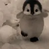 richmaloudongon8