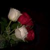 ibnat.muhammed_