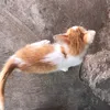 tung_20334