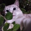 cupapimunyenyo_63