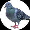 bg_gpo
