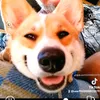 corgizara