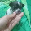 greenspanprapa