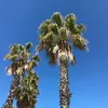 amelia_dtl