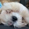 pennythepup458