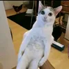 tim_2706