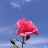 green2_6